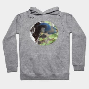 Blue Scrub Jay Hiding Acorn Hoodie